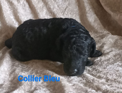 Vibrato - Collier Bleu