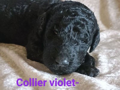 Van Halen - Collier Violet