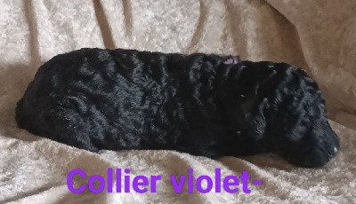 Velours Noir - Collier Violet