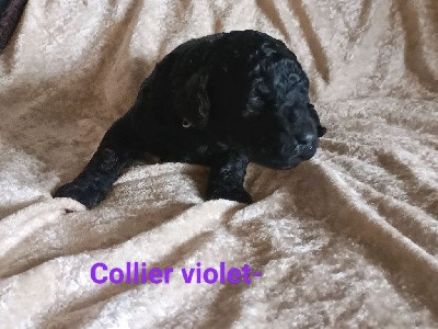 Velours Noir - Collier Violet